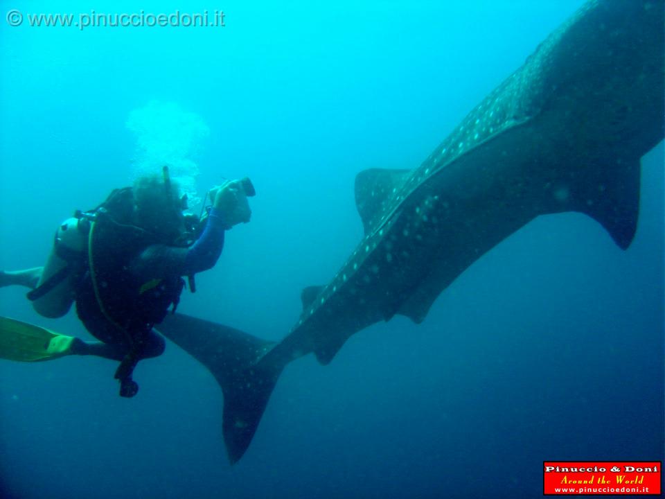 Djibouti - Pinuccio e Doni in immersione con Squalo Balena - 07.jpg